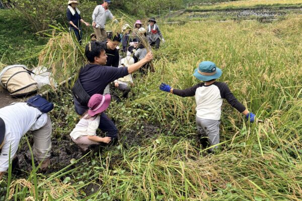 【地域交流イベント】2025年10月5日(日)　田んぼで稲刈り体験！　[相鉄線沿線「学びクラブ」]