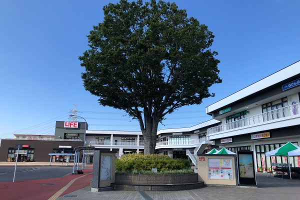 『あの木』に名前を付けよう～ネーミング企画～の結果が発表されました！